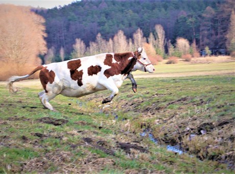 Bujda - skákající kráva