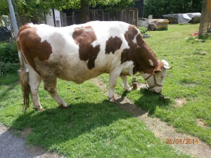 kráva se pase na zahradě