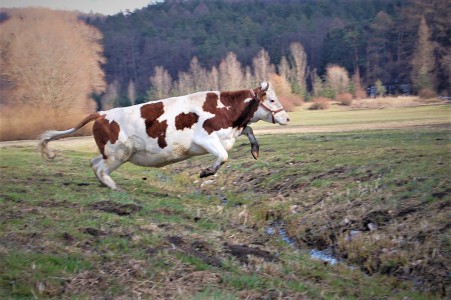 kráva skáče jako kůň